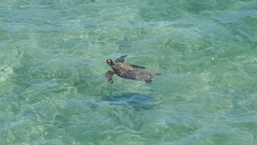 ・【海ガメ】海ガメが優雅に泳ぐ姿に癒されます