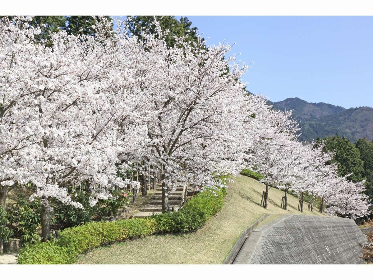 【４月５日限定プラン！】お花見にバッチリ♪ディナーバイキング宿泊プラン★夜桜ライトアップも！