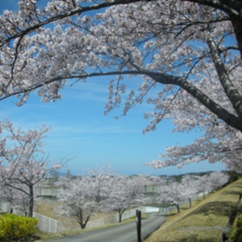 桜並木の散歩道