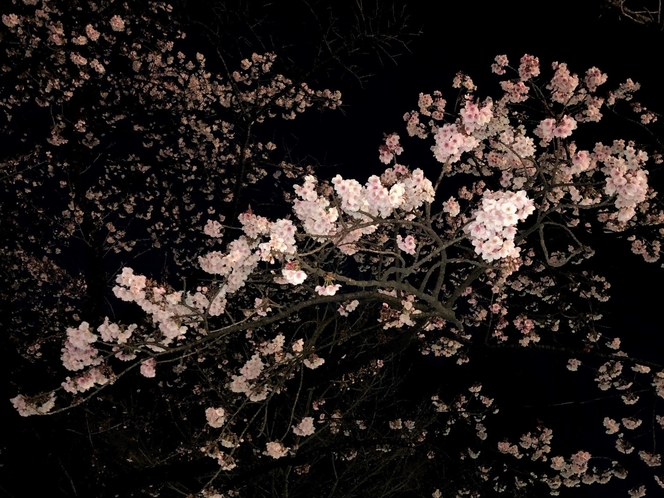 夜桜イメージ