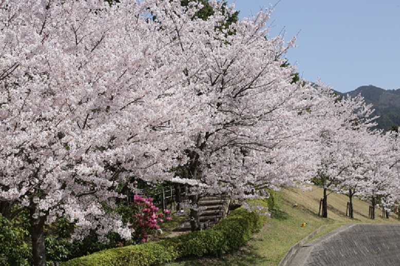 桜　遊歩道　昼