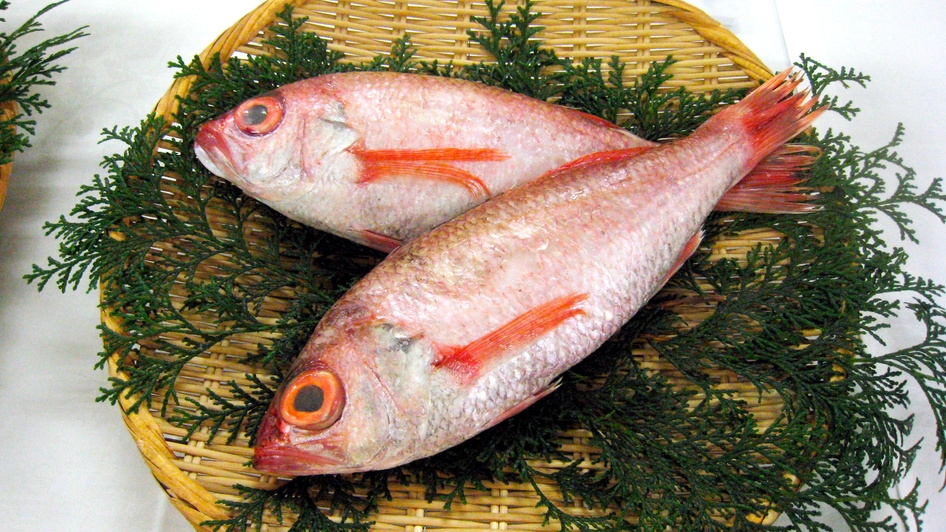 【のどぐろ会席プラン】浜田産ブランドの高級魚のどぐろを堪能【夕・朝食付】