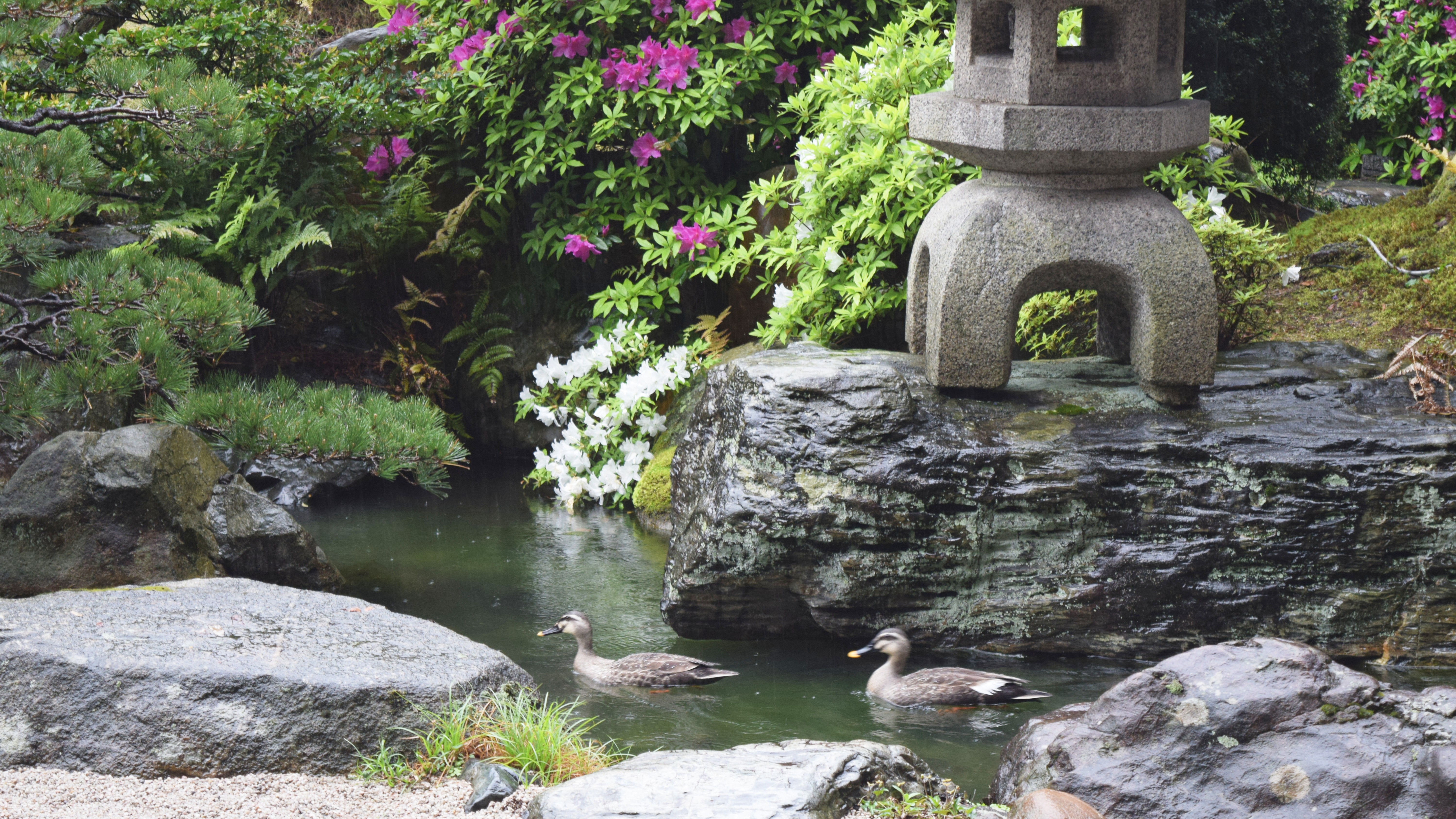 初夏の日本庭園にカモが遊びに来てくれました