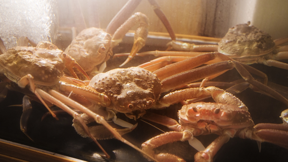 【活き蟹1杯-基本編-】とろ〜り食感『蟹刺し』＆濃厚な旨み『甲羅味噌焼き』