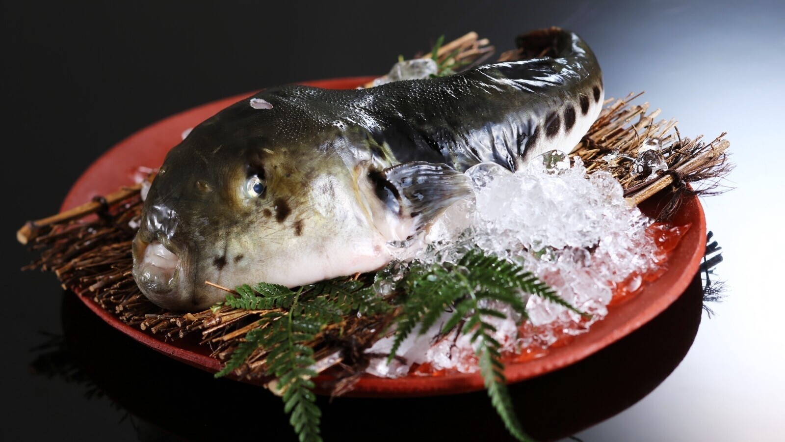 【期間限定/2大グルメ】但馬とらふぐ2品×但馬牛陶板焼き60g×創作会席