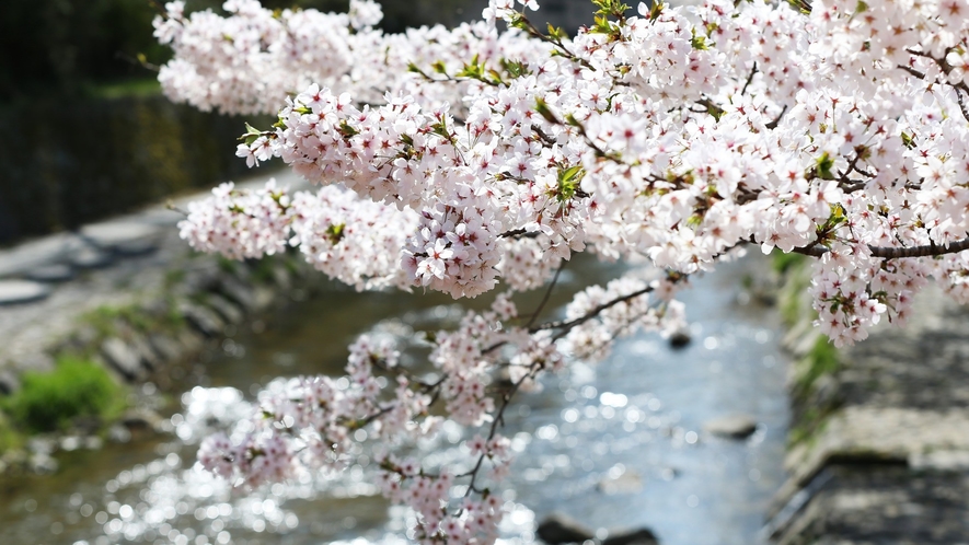 【湯村温泉】緑の山々、川のせせらぎ、儚くも美しき薄紅色の花…日本の情緒を愉しむ