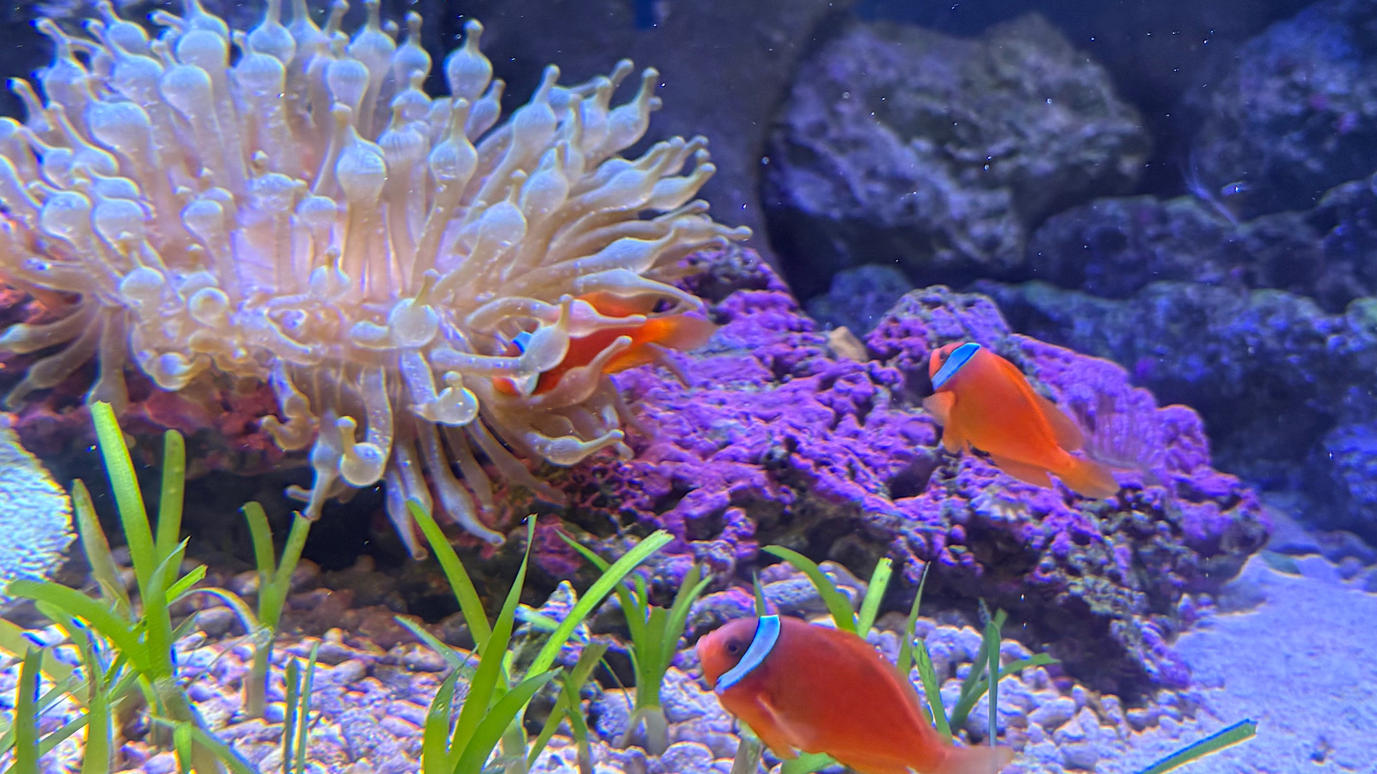 江ノ島水族館