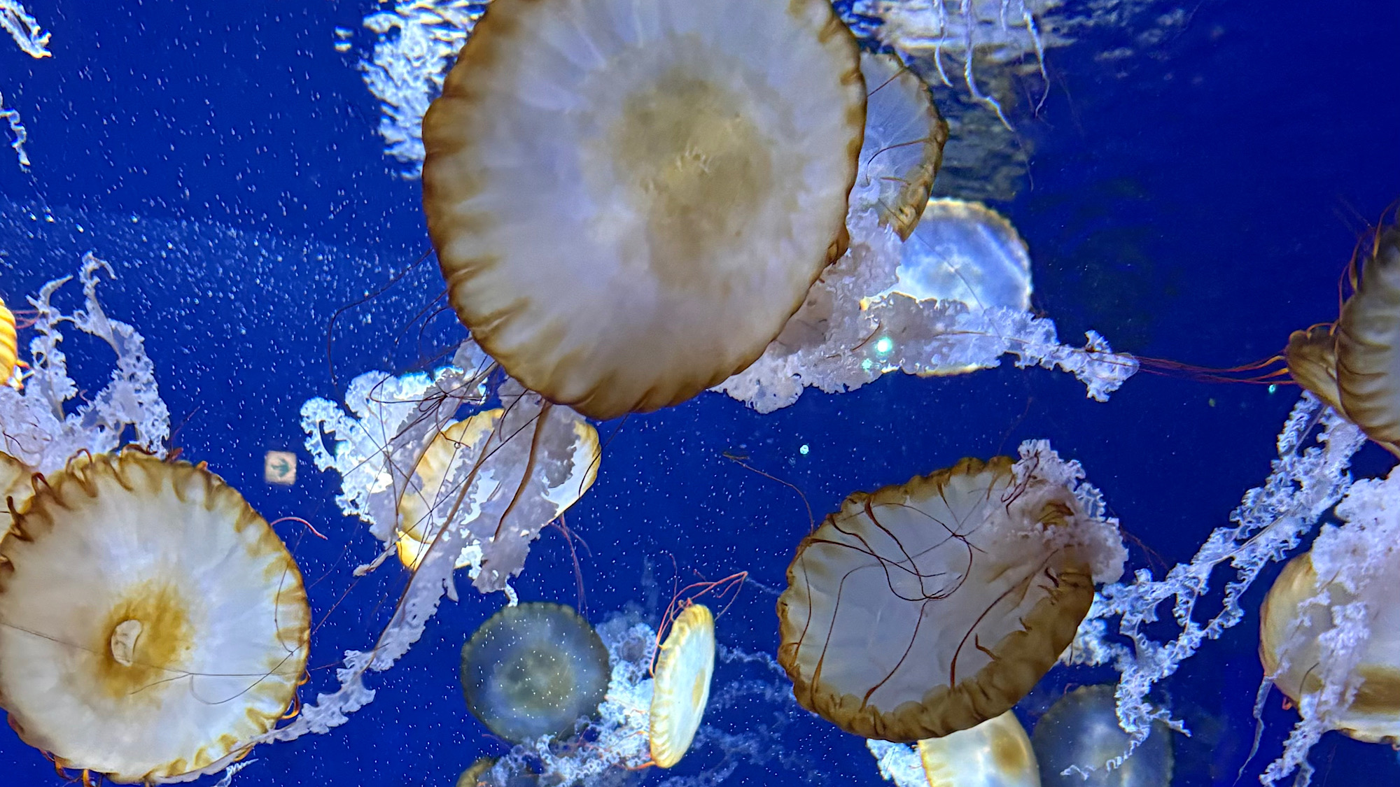 江ノ島水族館