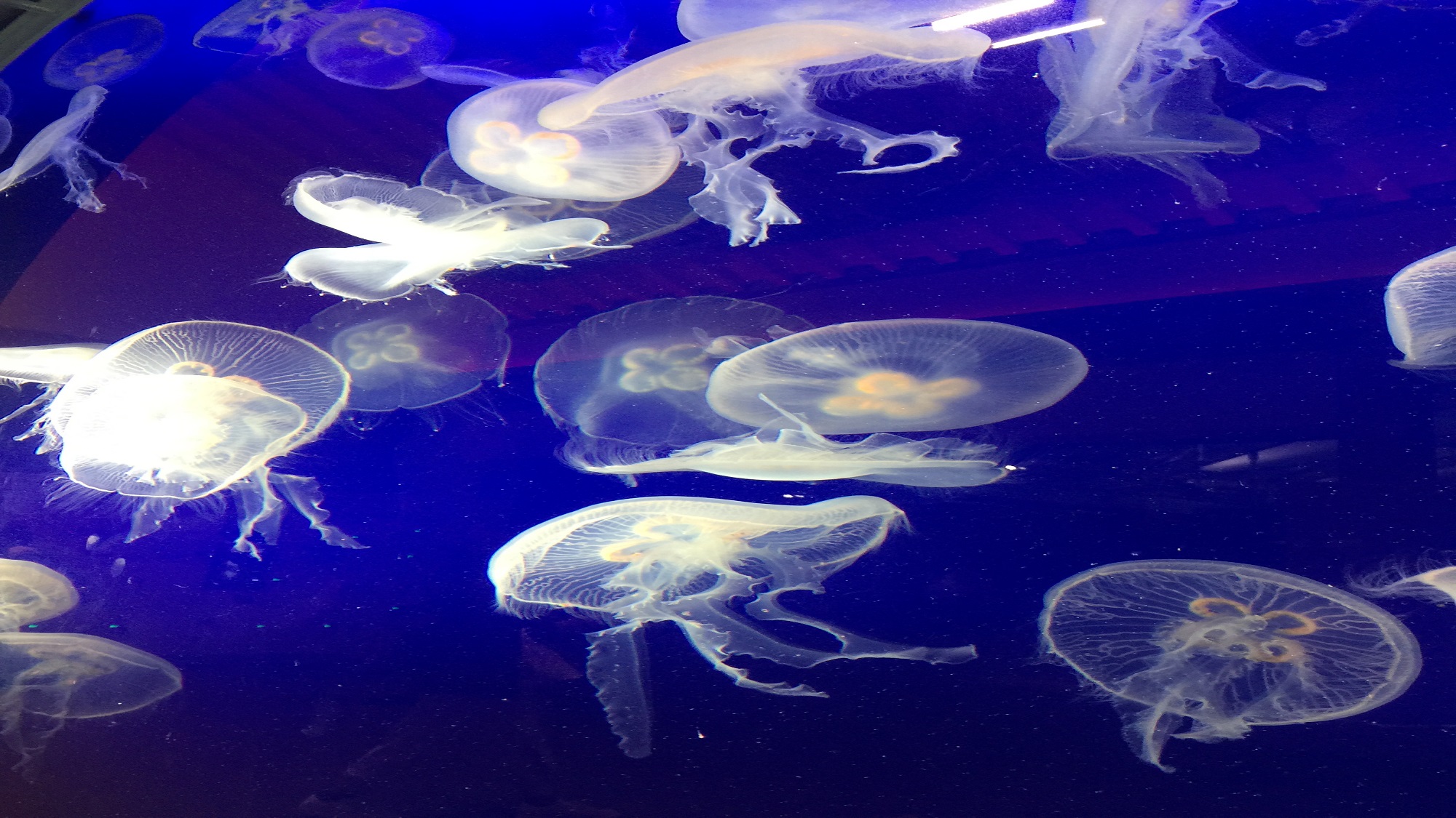 江ノ島水族館