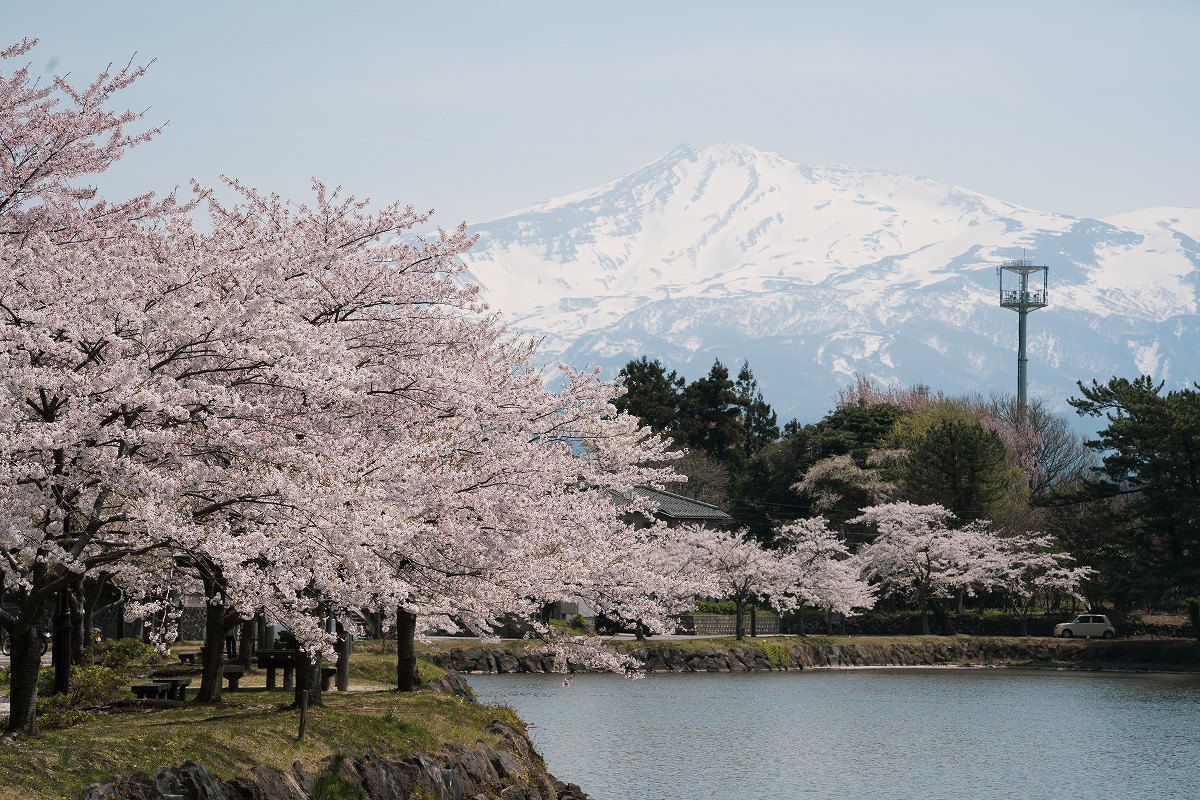 にかほの桜