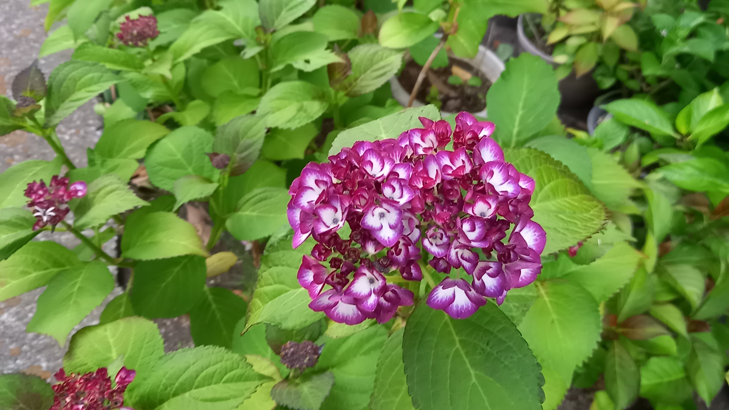 *【アジサイ】鮮やかな紫のアジサイが雨の季節を彩ります。
