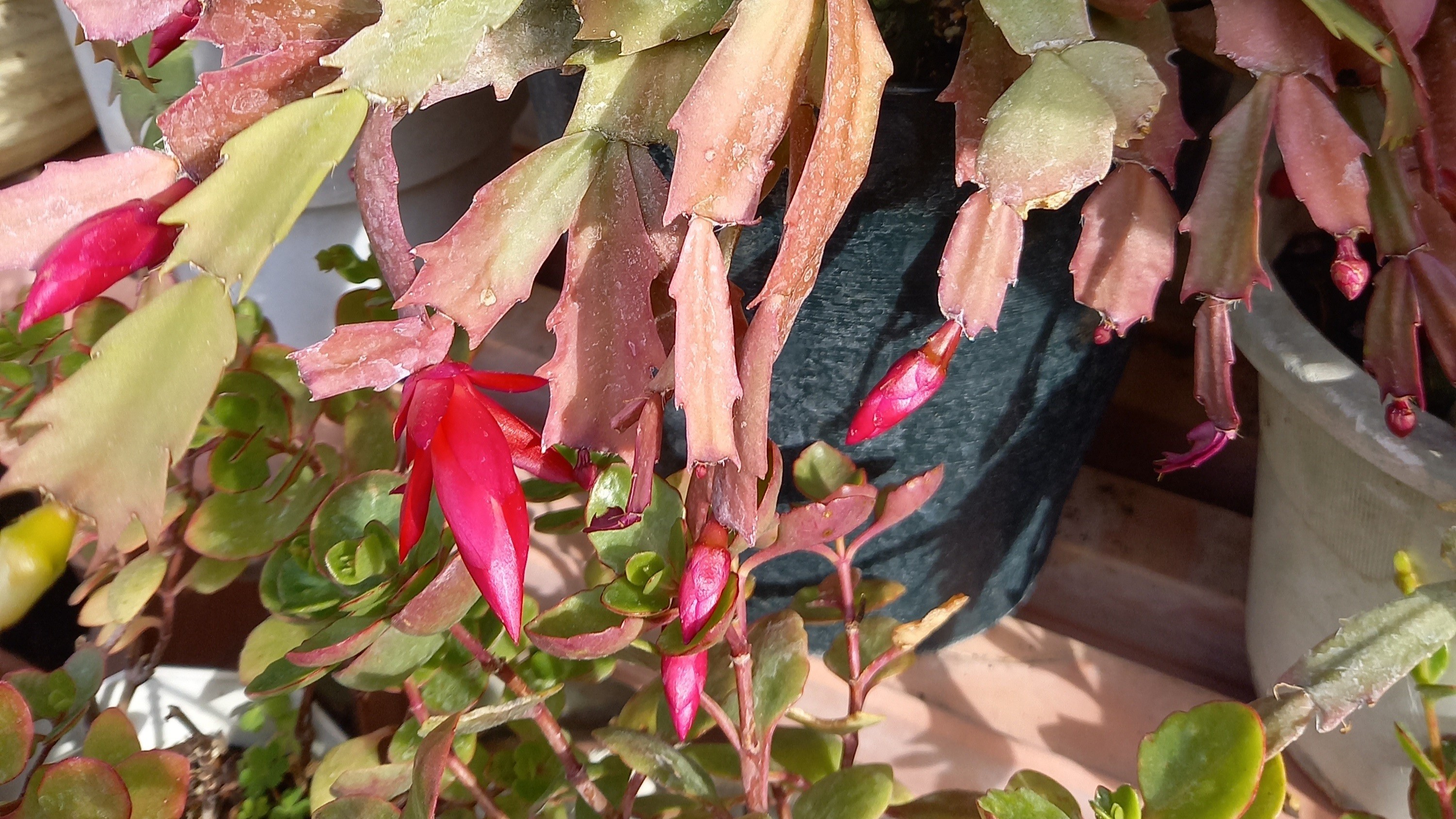 *【シャコバサボテン】個性的な形と鮮やかな色合いが魅力。