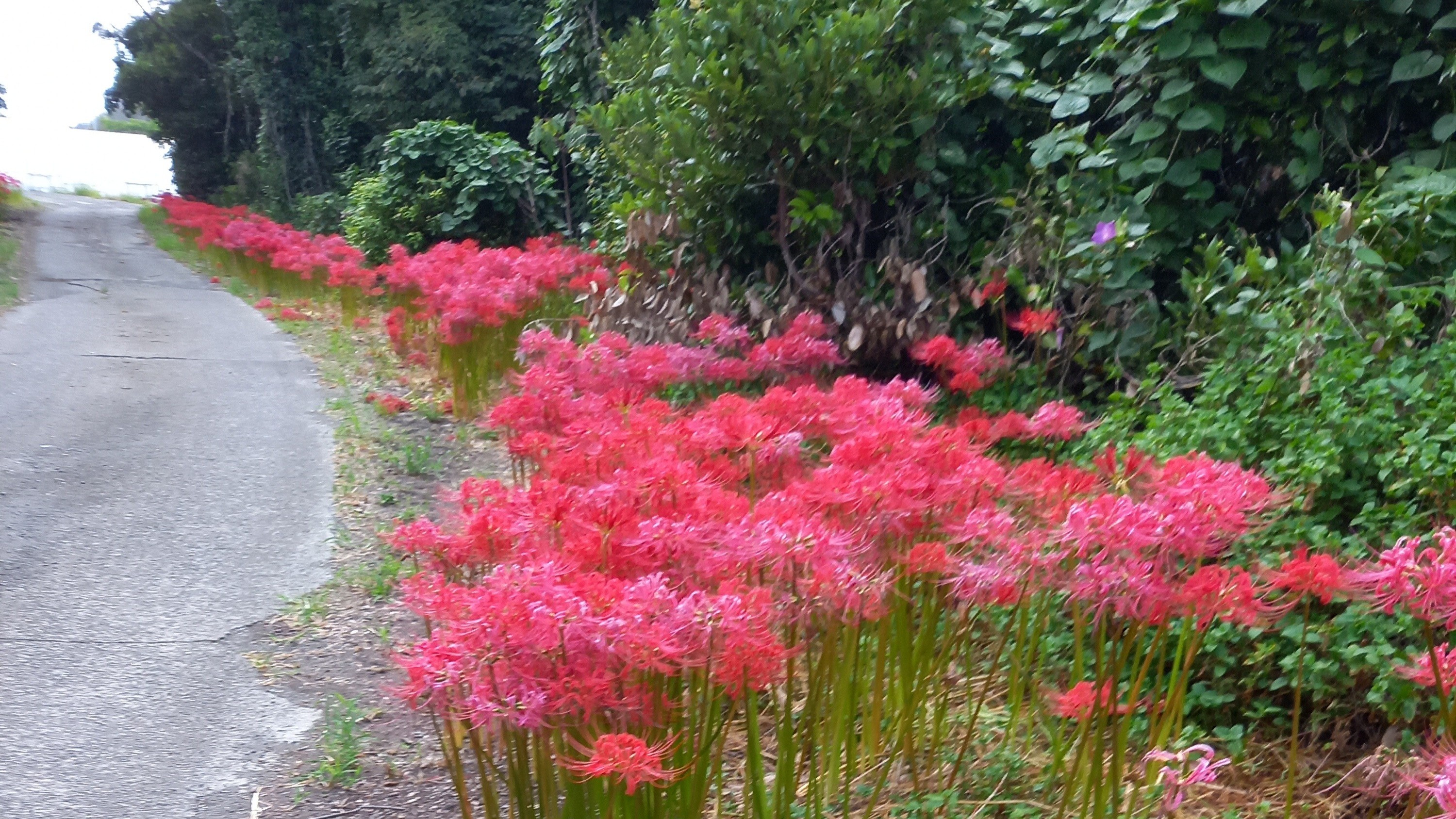 *【ヒガンバナ】道沿いを彩る圧巻の風景をお楽しみください。