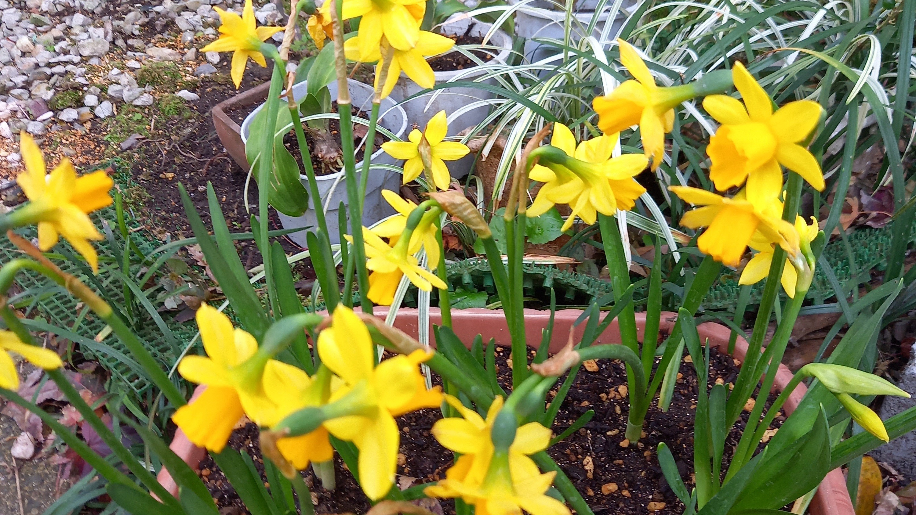 *【スイセン】鮮やかな黄色が春の訪れを感じさせます。