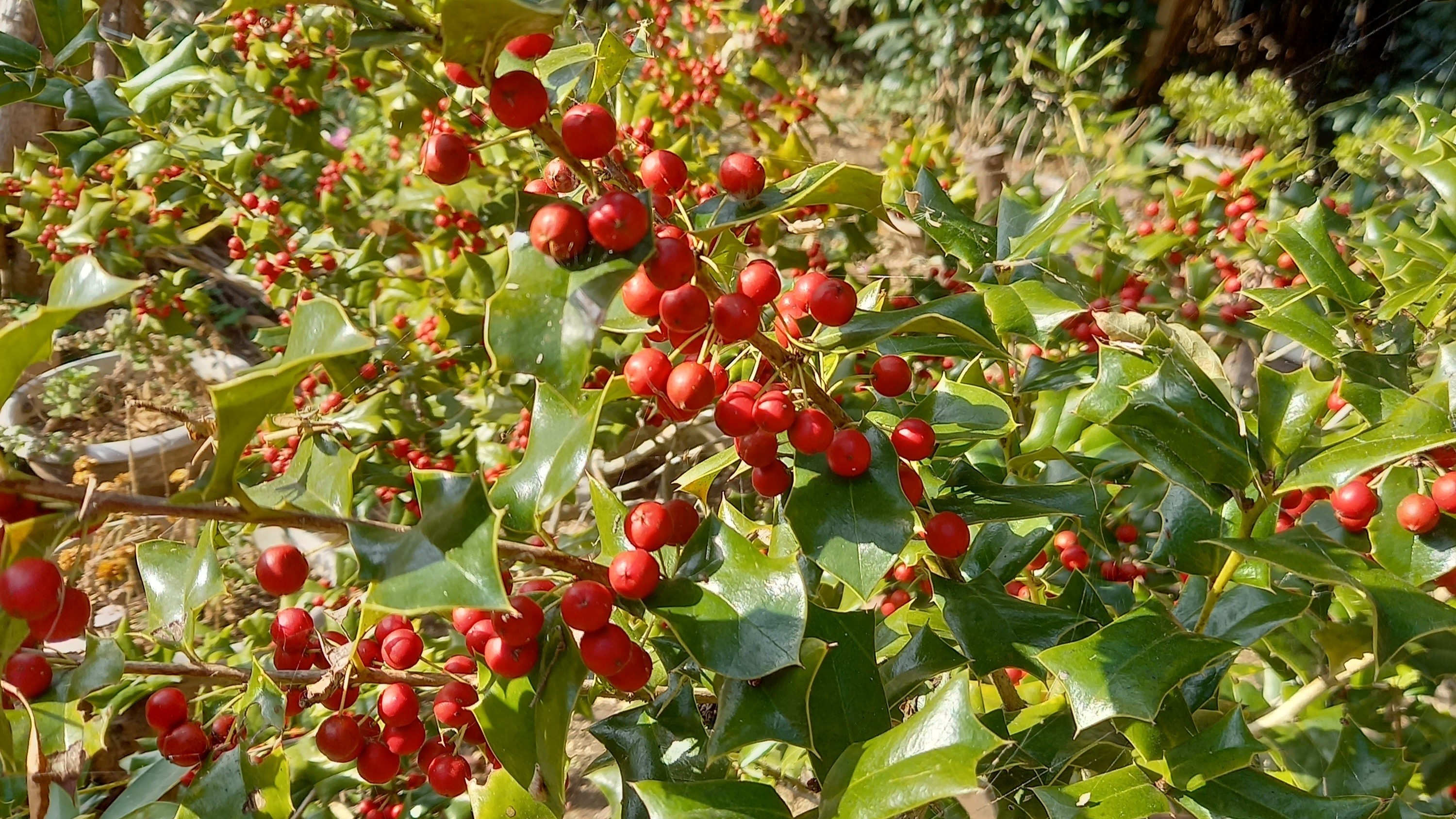 *【ヒイラギ】深緑と赤のコントラストが印象的です。