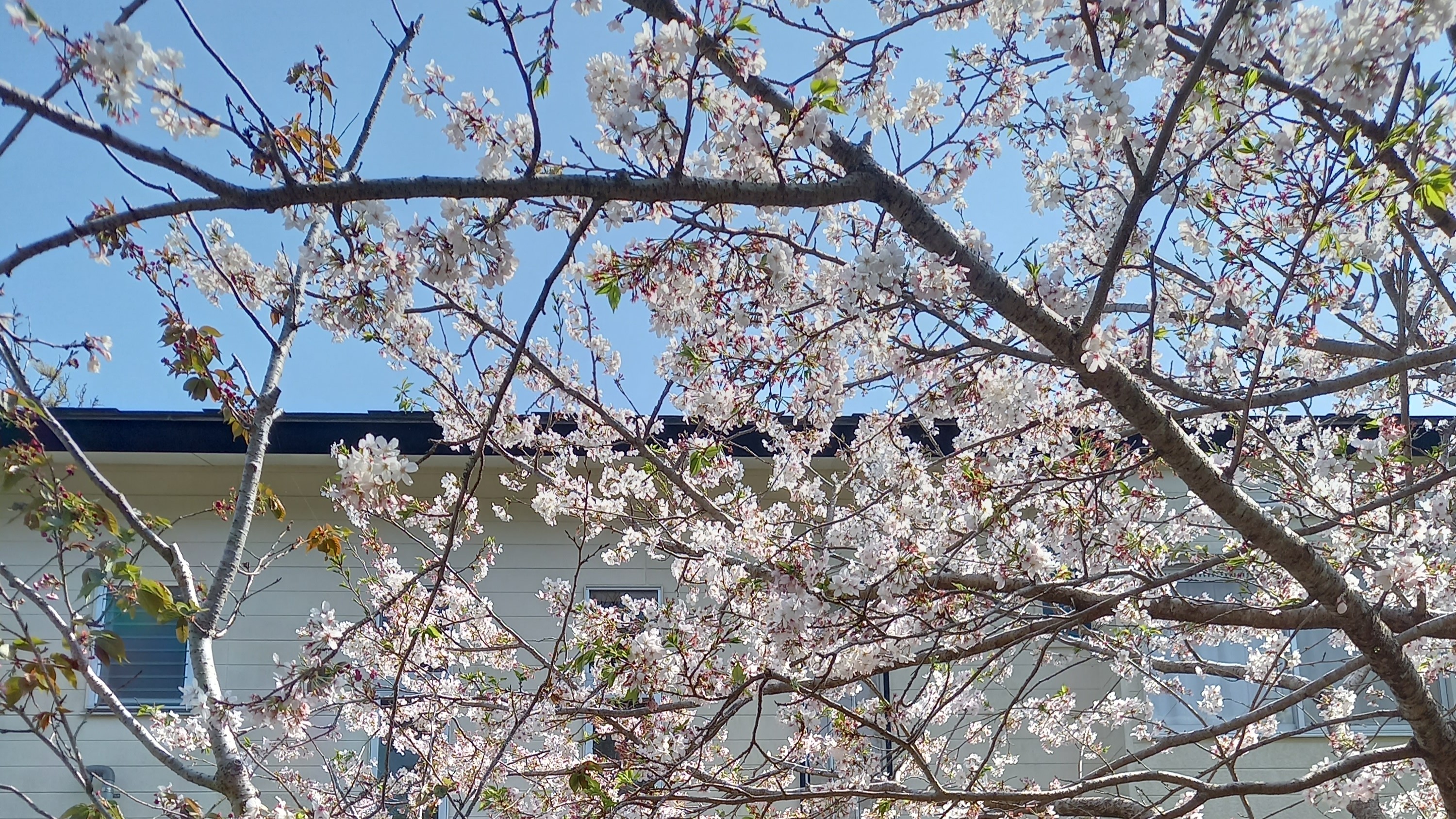 *【桜】春の訪れを告げる美しい桜の景色。 