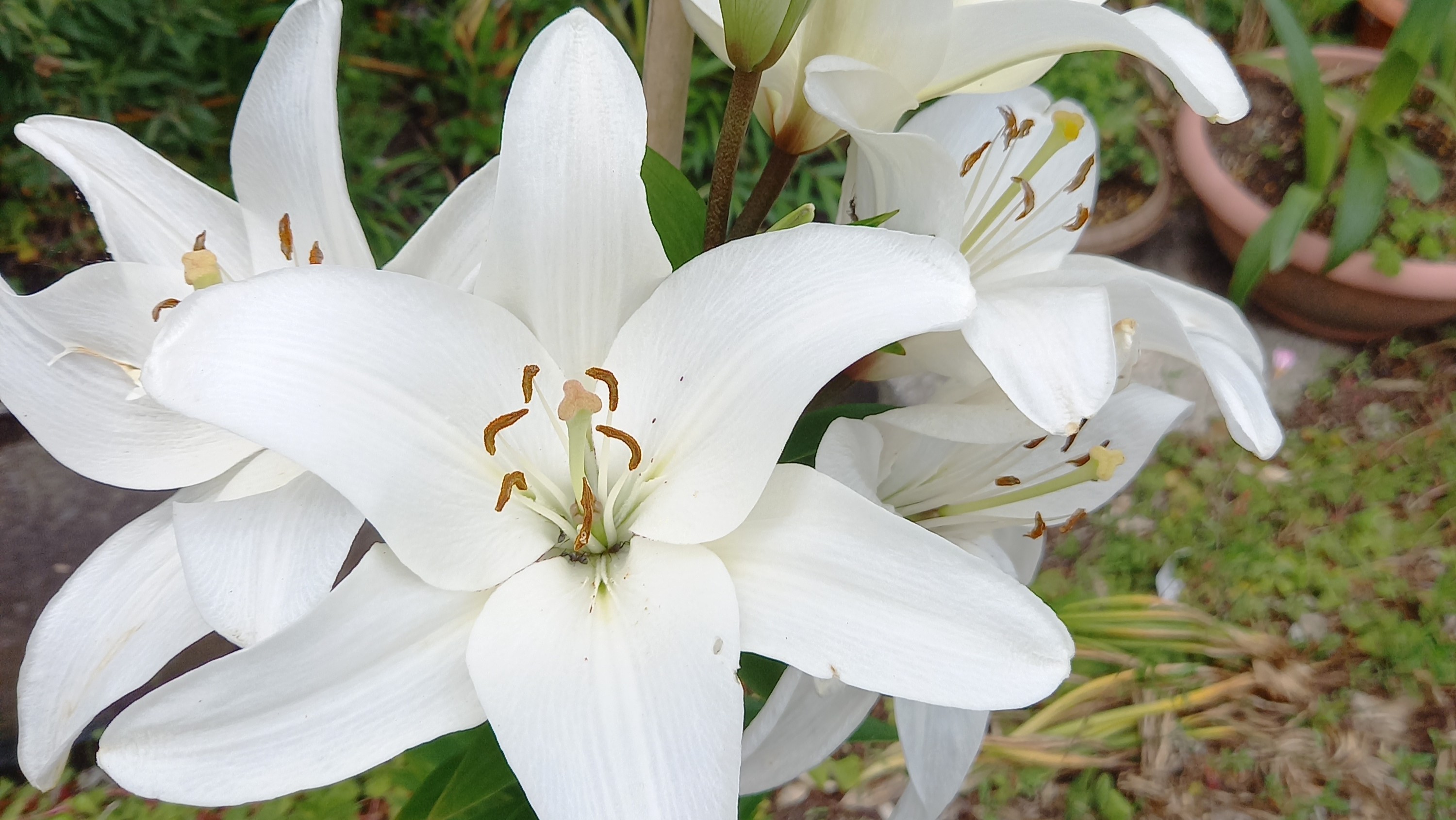 *【カサブランカ】純白の花びらが優雅に咲き誇ります。