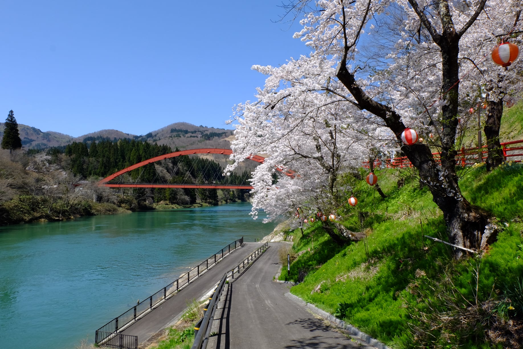 桜と赤い橋