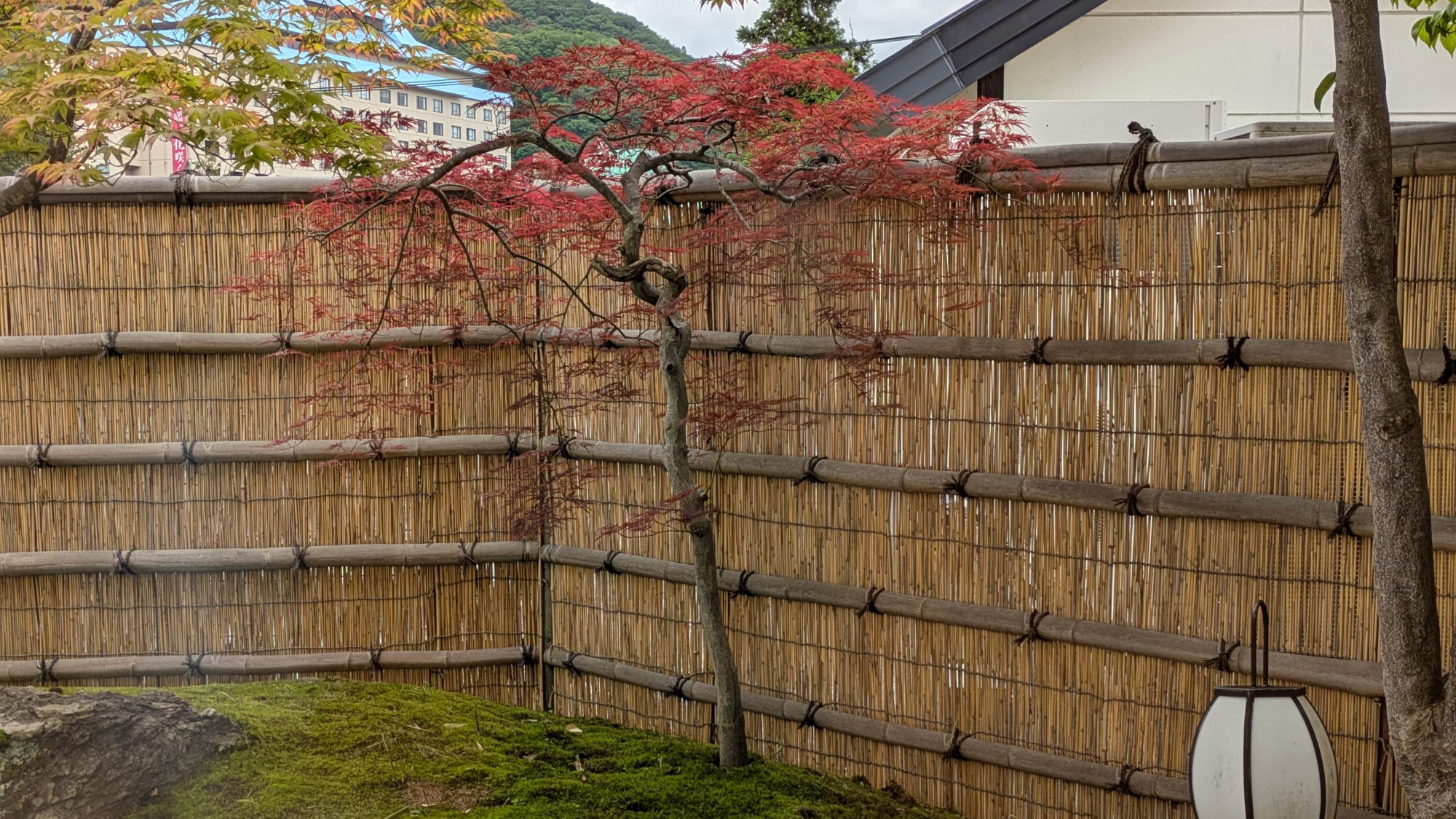 当館周辺の紅葉、例年見ごろは１１月上旬です。気候により前後します。