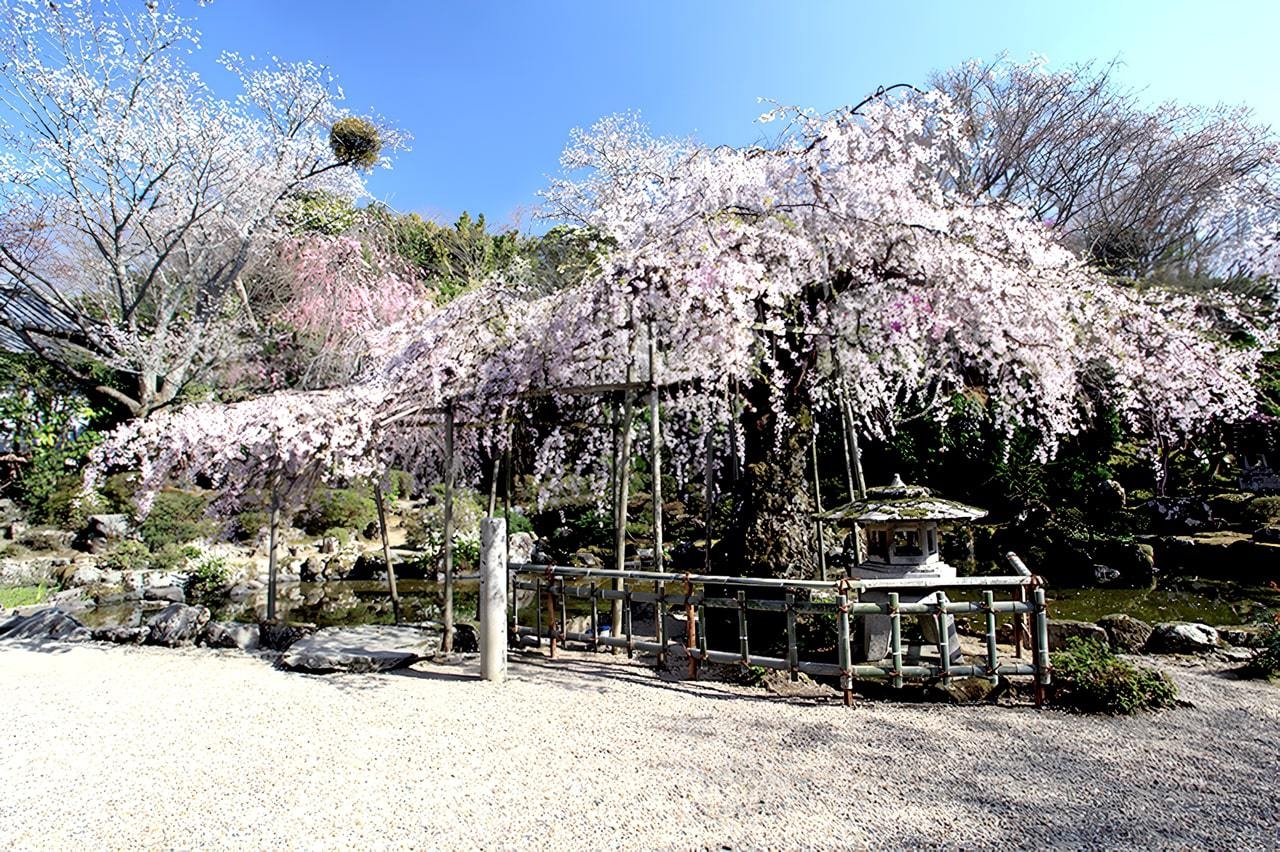 【日程限定】竹林院群芳園で宿泊＿春の金峯山寺蔵王堂 夜間拝感の旅プラン