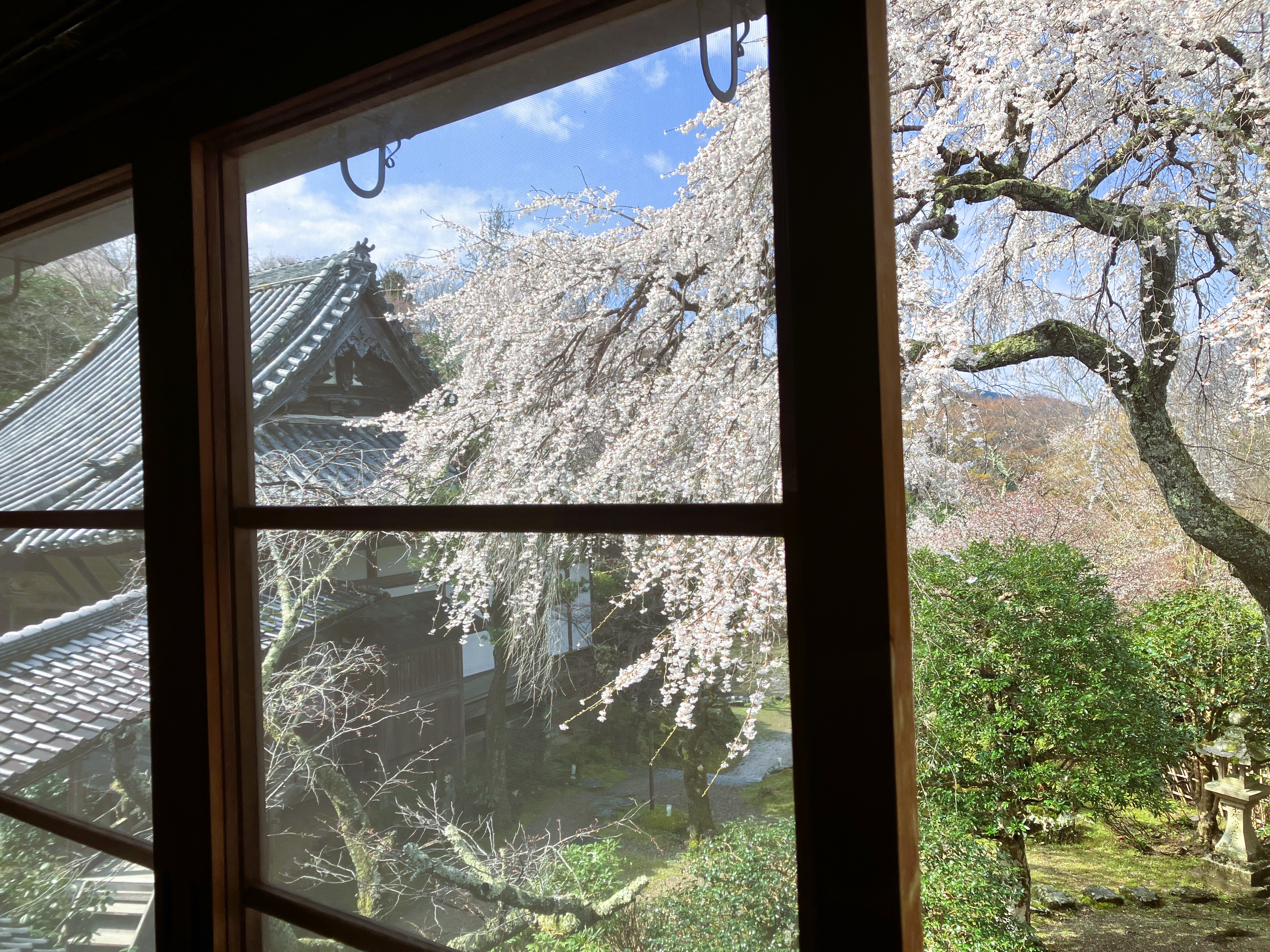 レトロ客室＿眺望（春の桜）