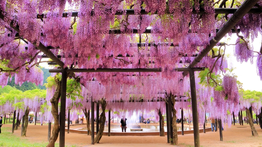 【兵庫県朝来市】白井大町藤公園