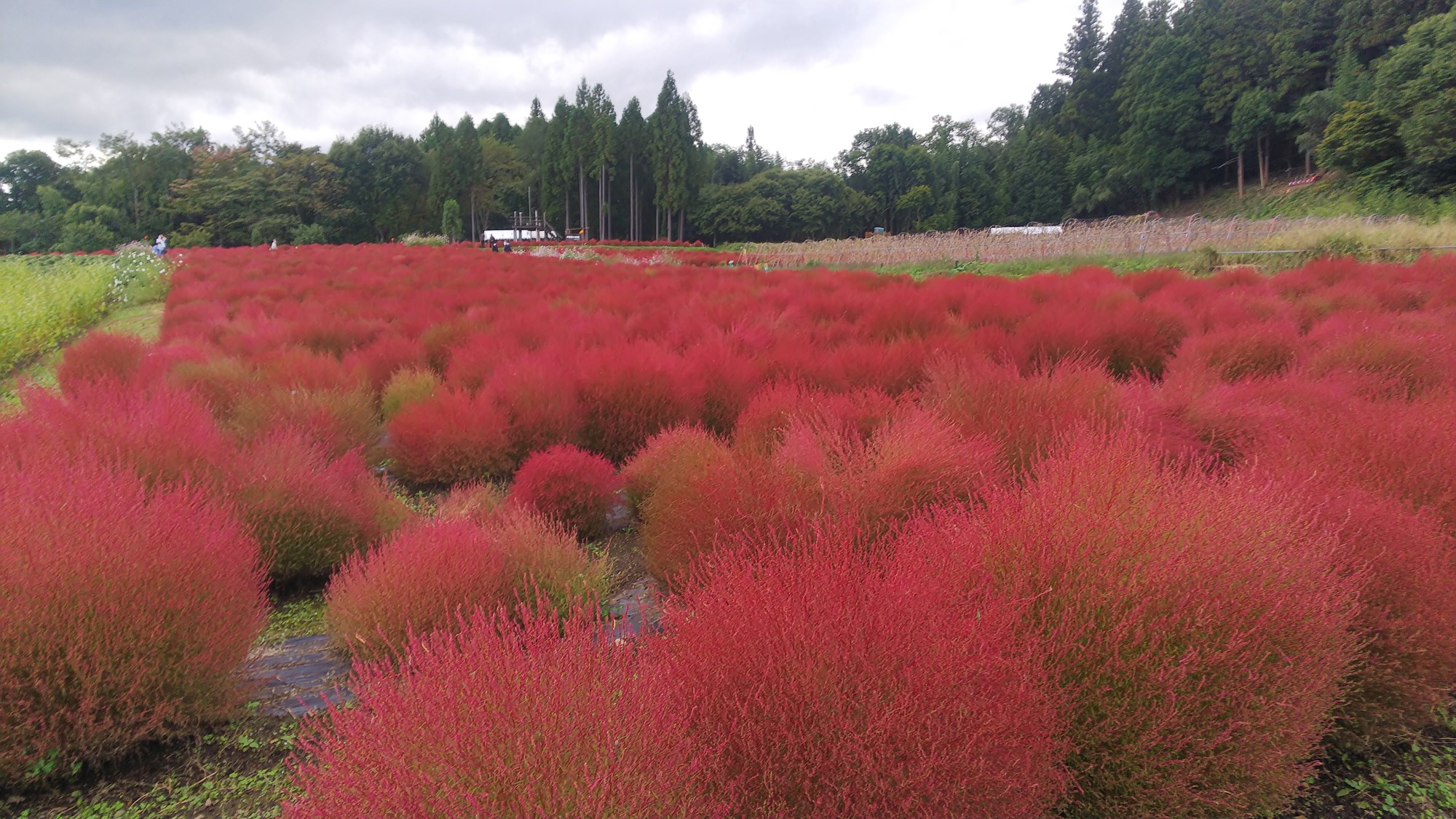 【伊賀野の花畑】10月中旬から11月上旬が見頃です。