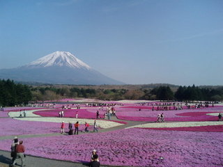 【富士　芝桜まつり】毎年4月下旬〜5月中旬開催。ホテルから車で約50分