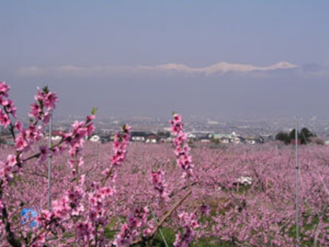 【桃源郷】日本一の桃の里、笛吹市。満開の桃の花をお楽しみください