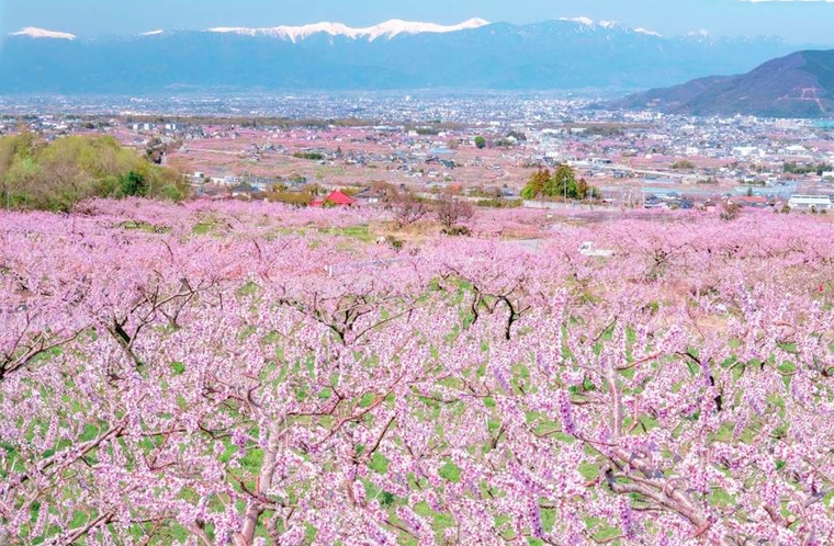 ホテル周辺  満開の桃の花