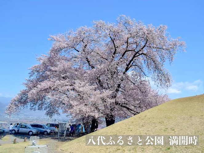 桜スポット（八代ふるさと公園）