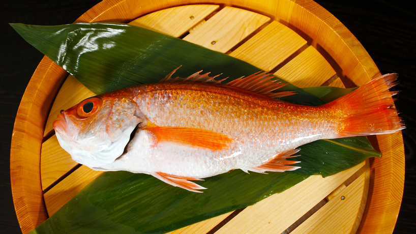 【日本海を代表する高級魚】料理長こだわりの「のど黒会席」　お部屋食または個室食事処