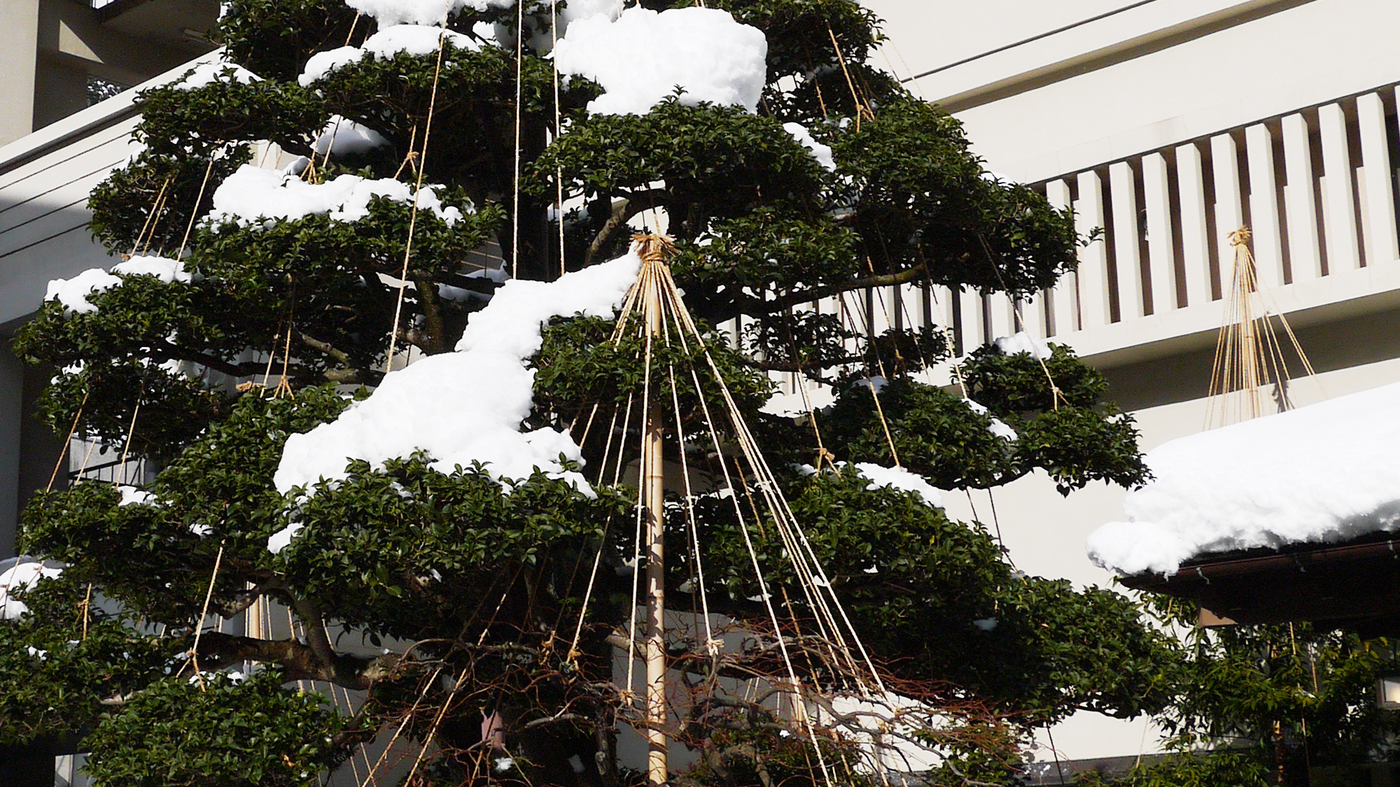 【雪吊り】木の枝が雪の重みで折れないように施す造園技術。北陸ならではの冬の風物詩もご覧いただけます。