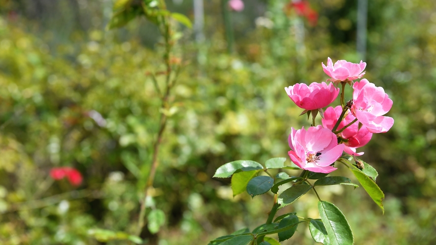 【ハーブ・ローズガーデン】100種類のバラ、ラベンダーやローズマリーなどのハーブも楽しめます。