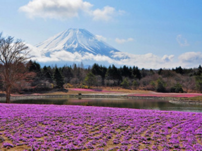 富士芝桜まつり