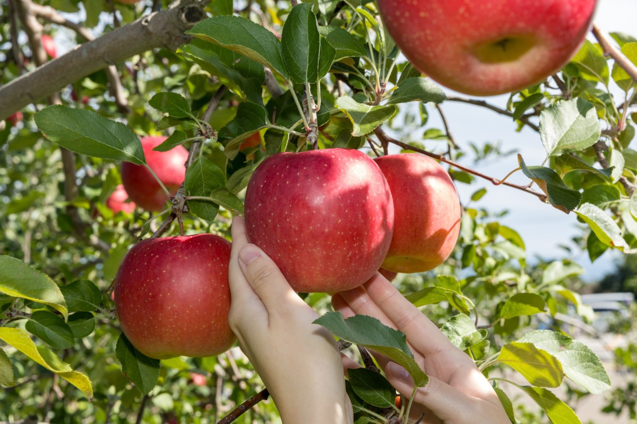 【素泊まり】スタンダードプラン