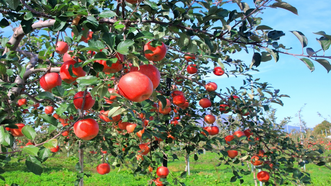 【素泊まり】〜２名１室ご希望の方へ〜JR弘前駅や繁華街も徒歩圏内で観光に最適なロケーションです！