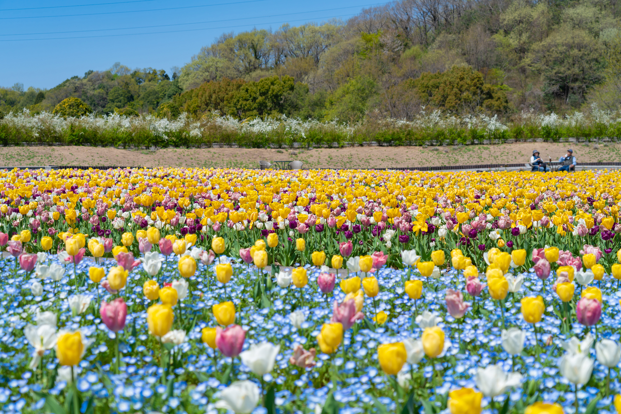 ぎふワールド・ローズガーデン☆
