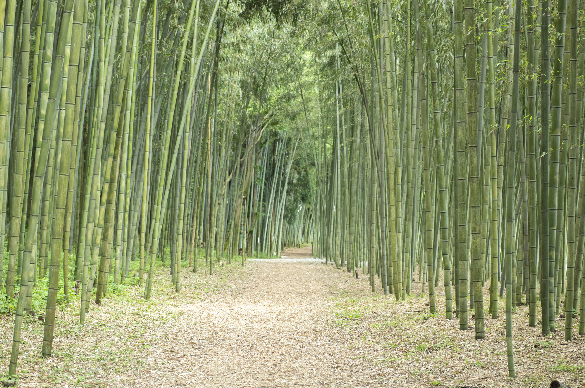 かぐや姫の散歩道（木曽川渡し場遊歩道）☆