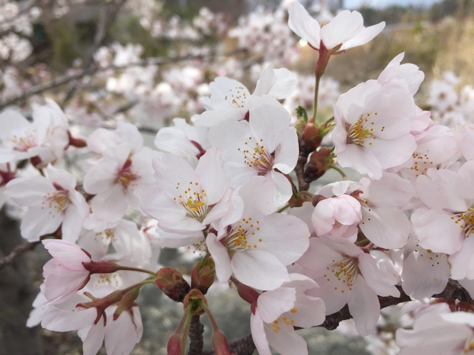 忠霊塔の桜