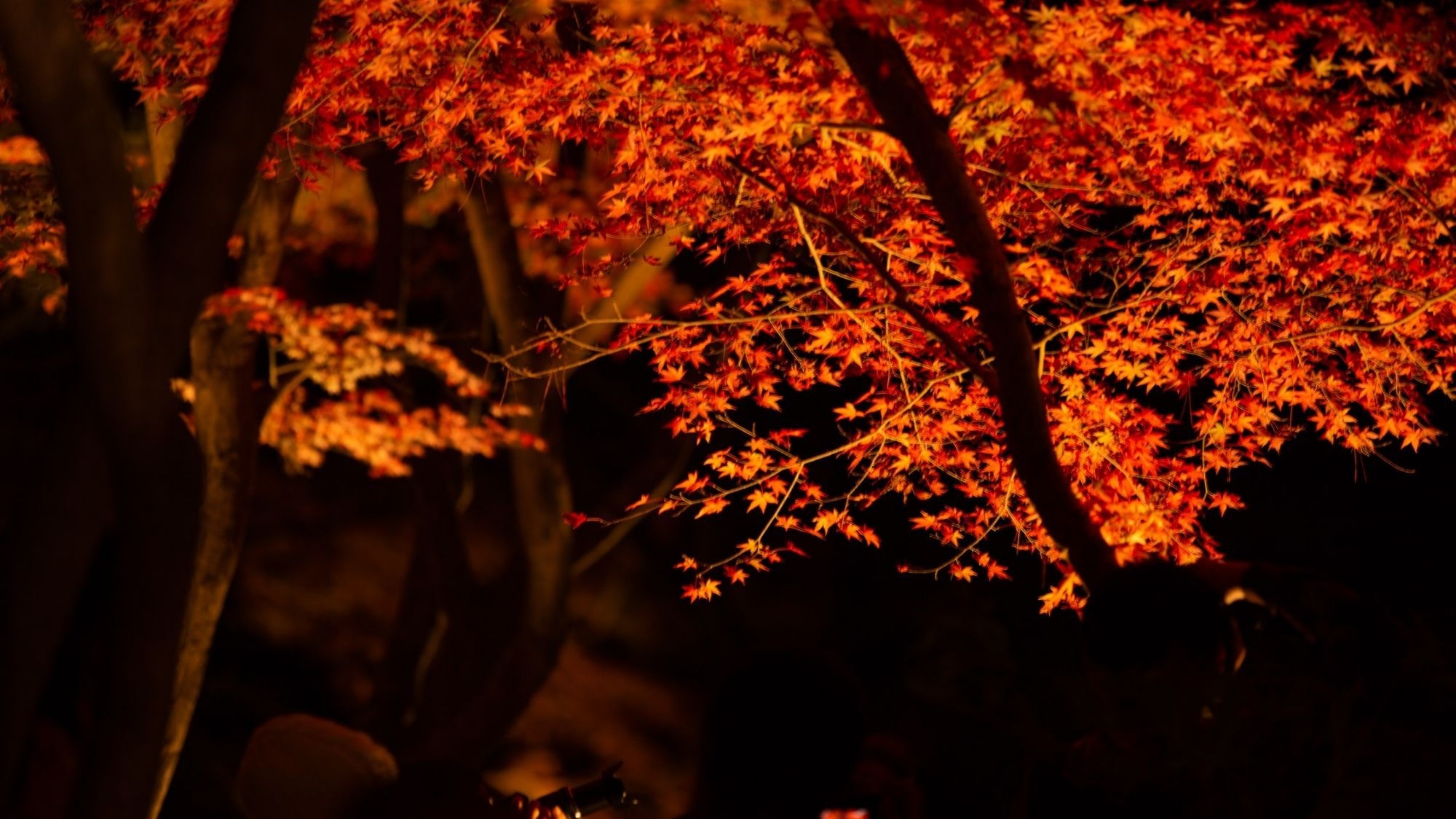 【紅葉ライトアップ観賞プラン】赤、黄、橙に染まる幻想的な木々に心がドキドキ11/14〜11/24限定