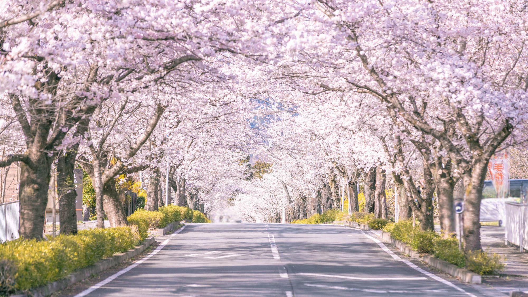 桜の名所・長瀞