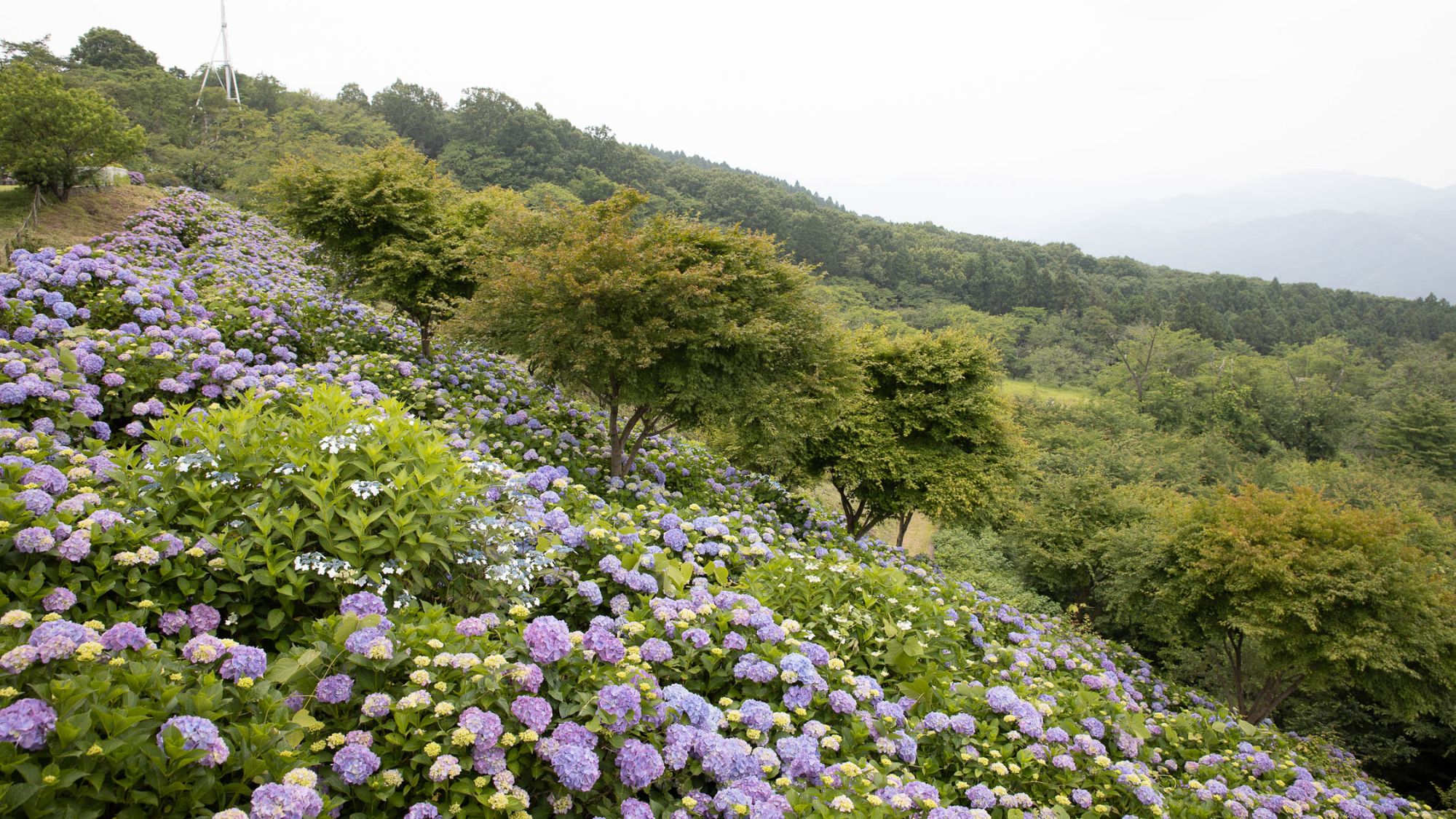 美の山公園あじさい（壮大な景色）