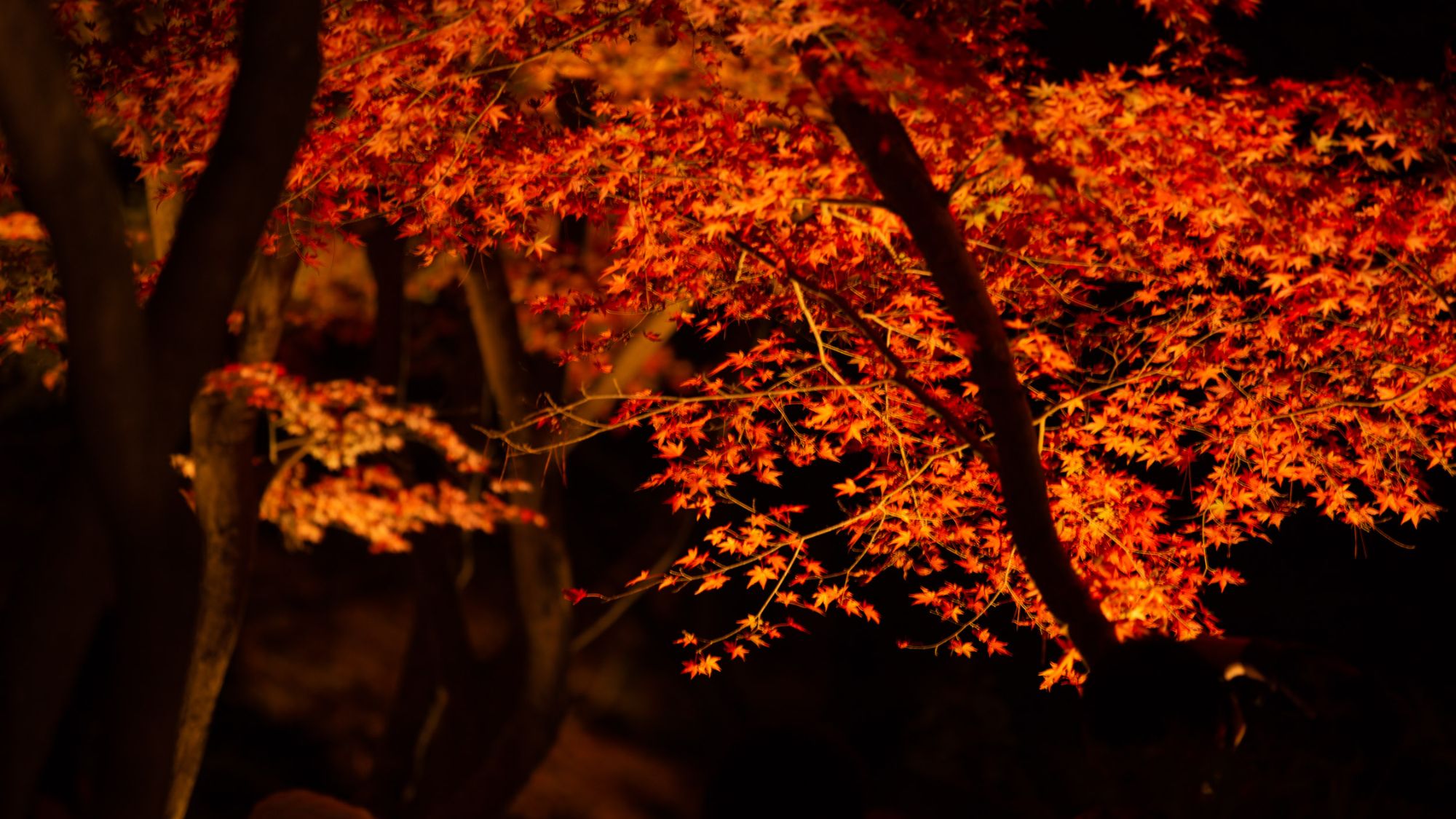 月の石もみじ公園の紅葉