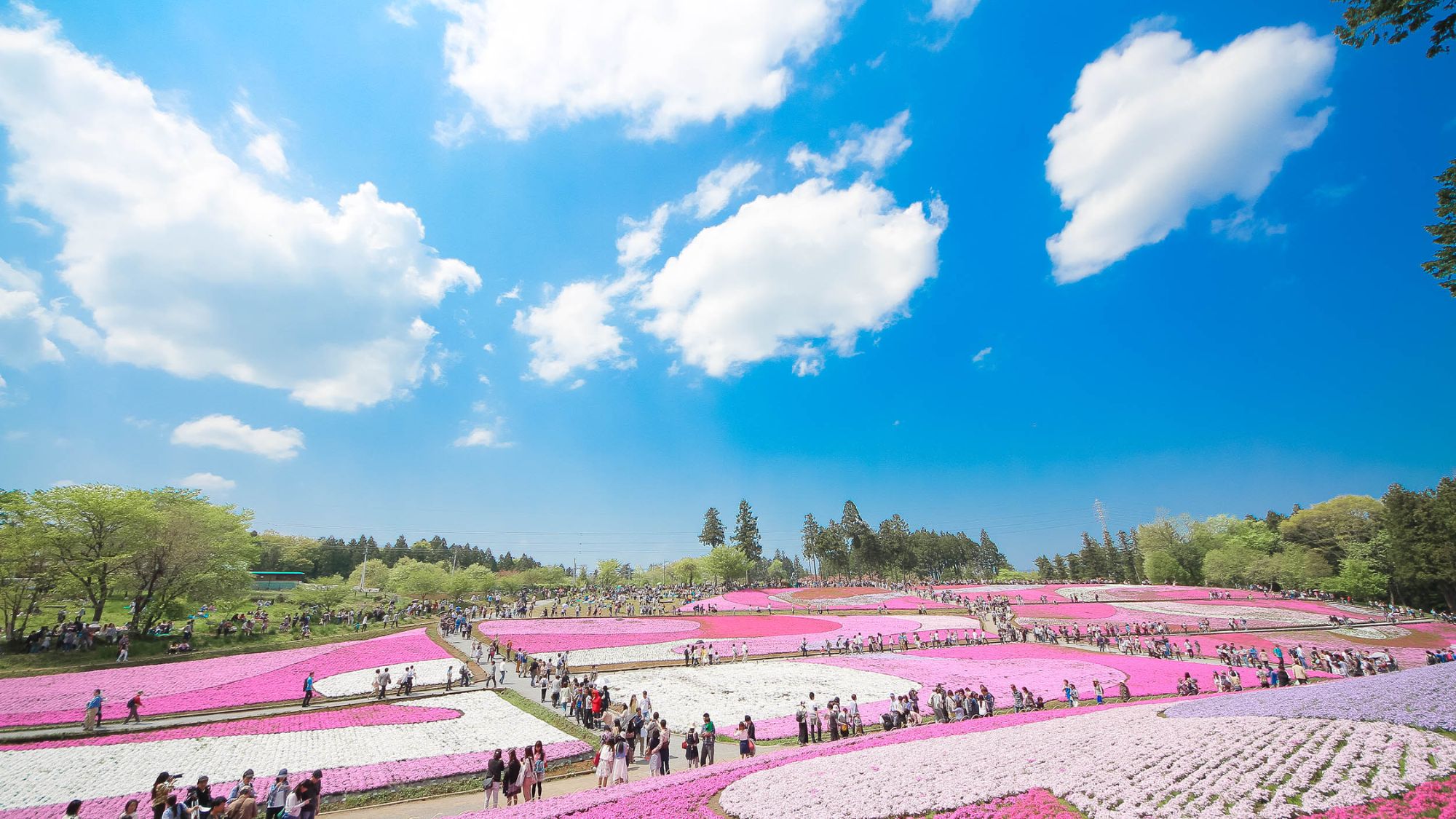 羊山公園「芝桜の丘」