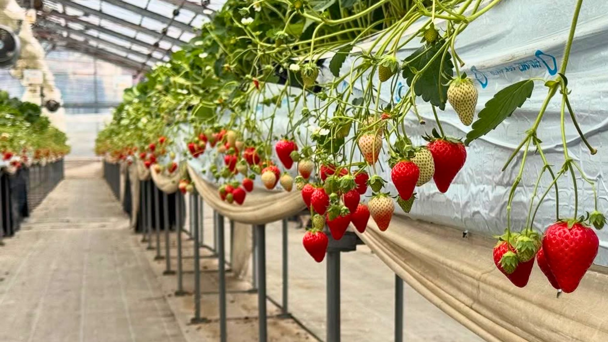 大人気のいちご狩りで、甘いひとときをお楽しみください。