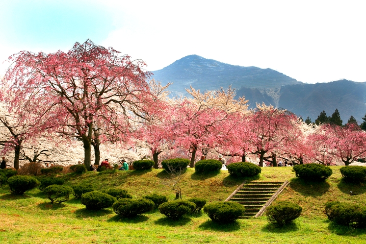 羊山公園