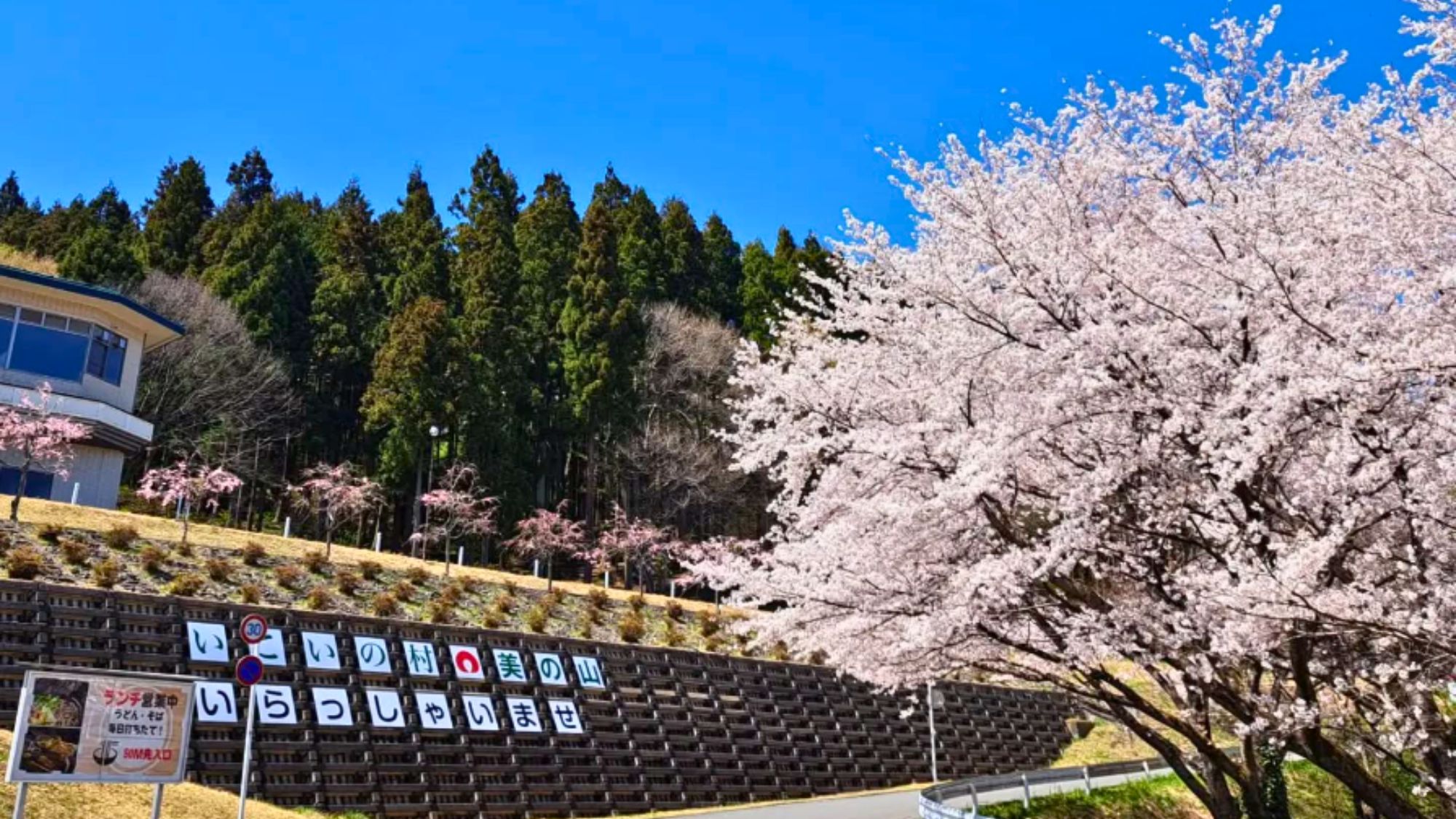 やさしく咲く桜が皆さまをお迎えします。
