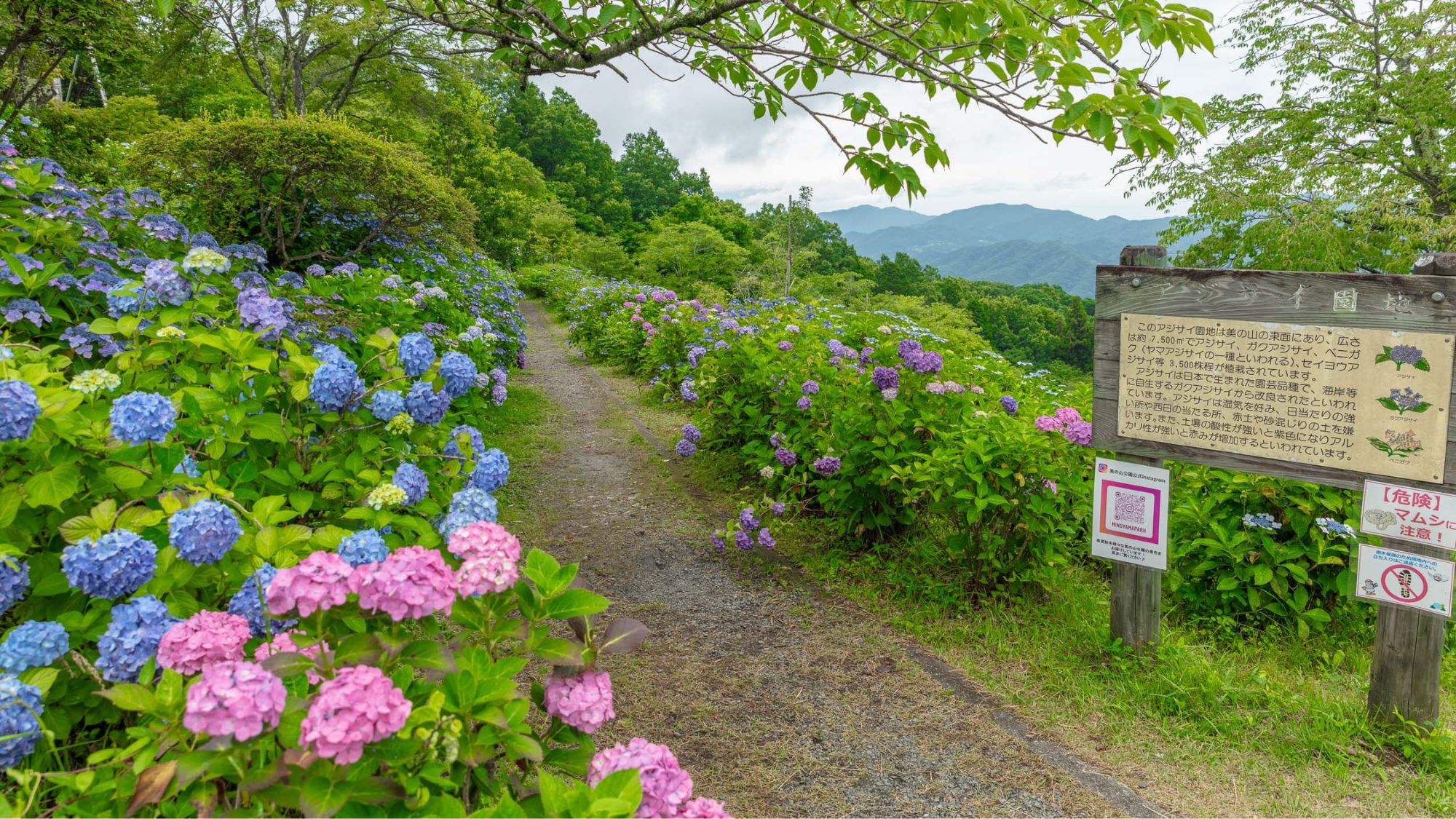 美の山公園あじさい
