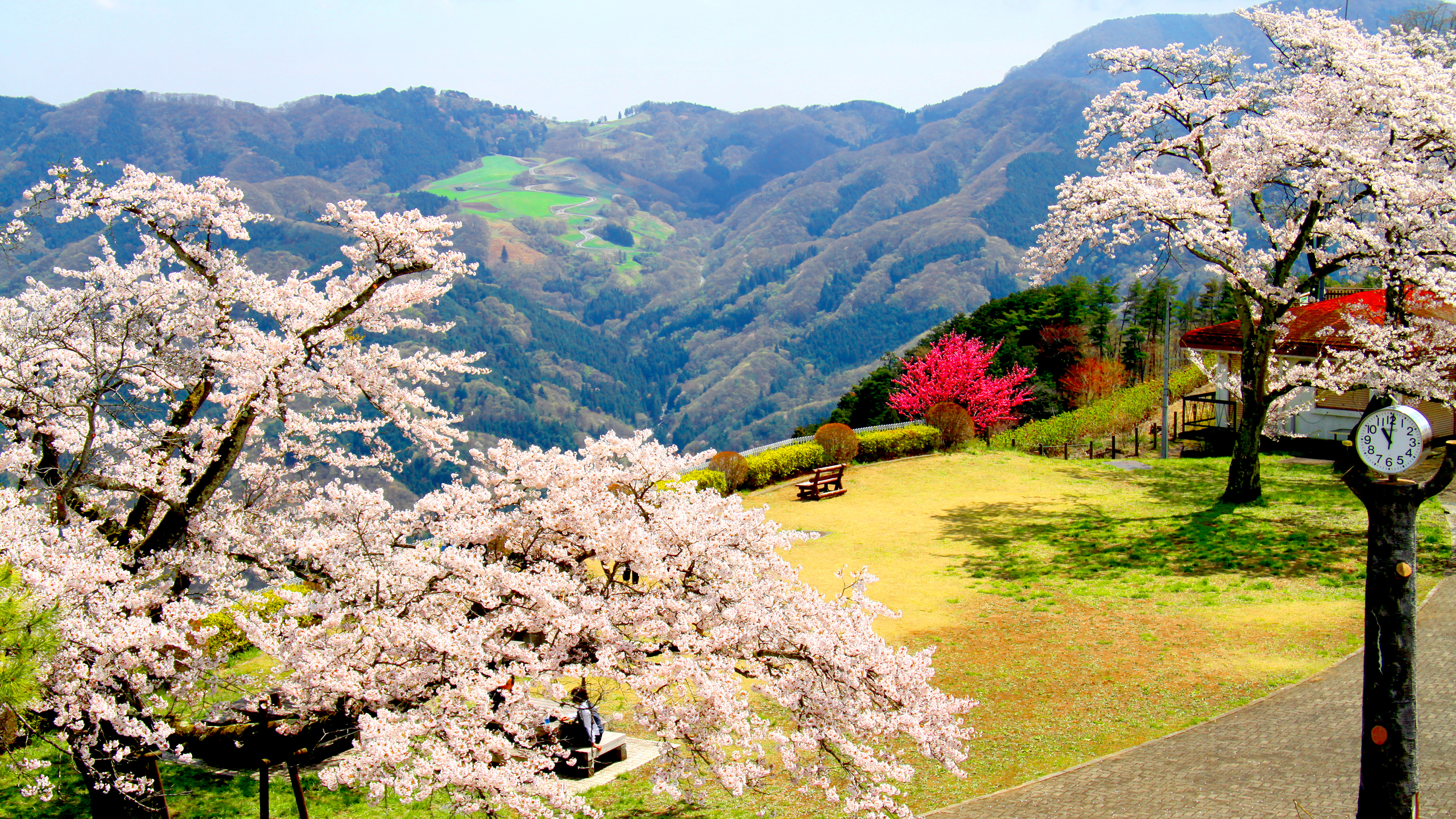 美の山の桜